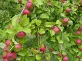 Streuobstwiese Heithöfen Inh. H.Premke in Bad Essen